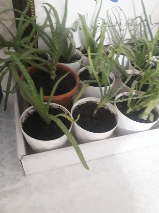 Алое вера к/ цветы.