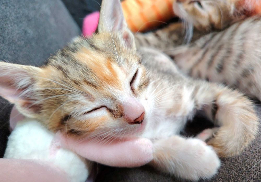 ПОДАРЯВАМ 5 женски котенца
