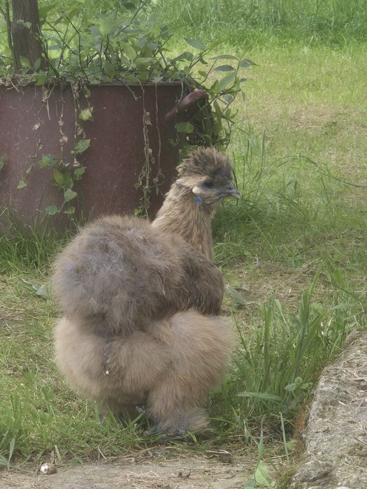 Ouă incubat Wyandotte, Ayam, Araucana, Brahma, mătase – fertilizate