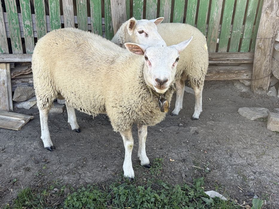 Vand berbeci texel