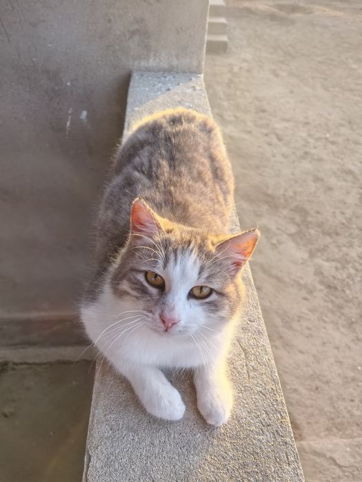 Кошка (Мужская) милый