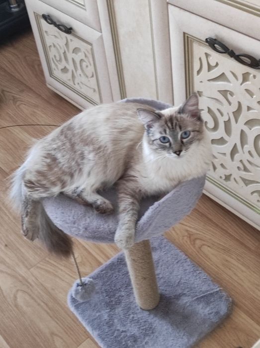 Отдам Кошку в Добрые Руки