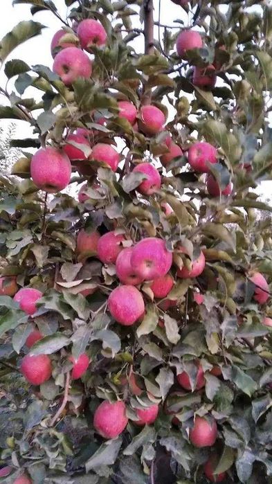 Мевали кўчатлар 2025| шафтоли кўчатлар | олма кўчатлар | узум кўчатлар