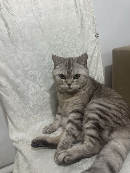 Отдам в хорошие руки