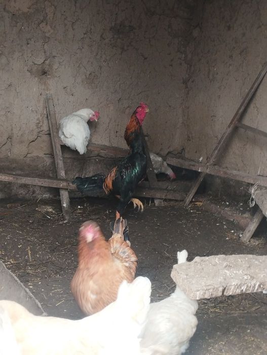 Дакан петухи 6 шт