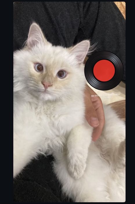 Turetskaya angora soglam ogil bola 11 oyli