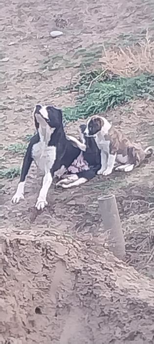 Продам кушык продам