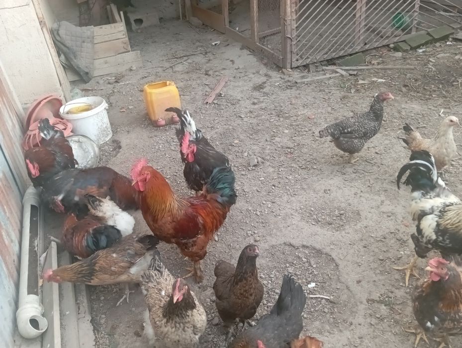 Үндік тауық әтеш