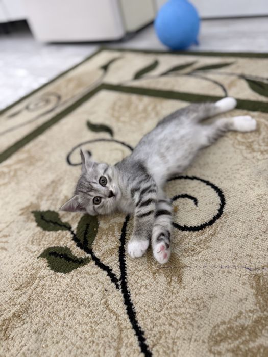Отдам котенка в добрые руки!