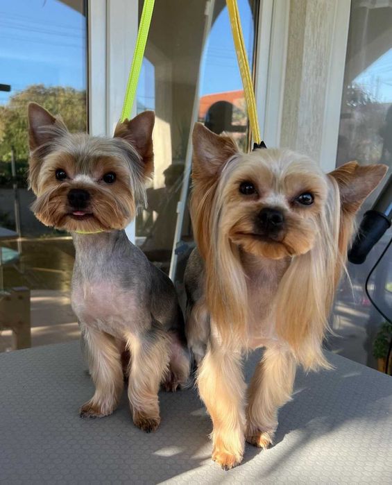 Груминг Pet Barber Варна