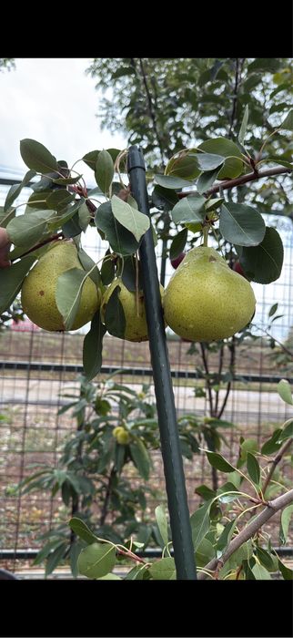 Pomi fructiferi la ghiveci! Pe rod!