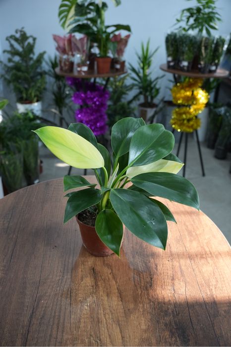 Филодендрон Вайт Конго