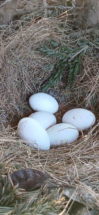 Vand oua de gasca pentru consum sau incubatie