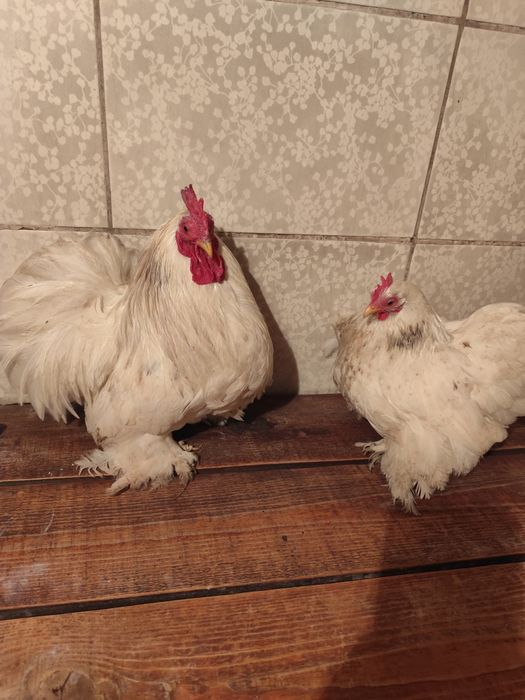 Кохинхины карликовые белые