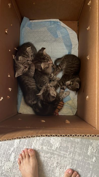 Котята  в добрые руки
