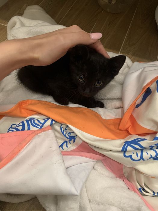 Котето спешно търси дом
