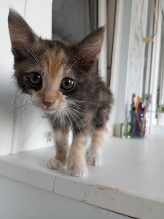 отдам котенка в добрые руки