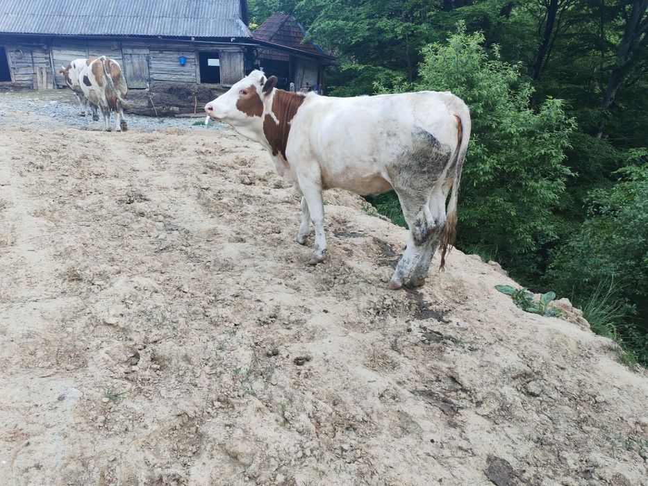 Vând vițea de 1 an!