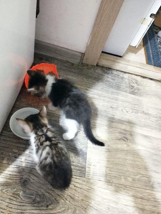 Котята ищют дом помогите приютить