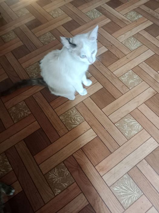 Отдам котят в хорошие руки