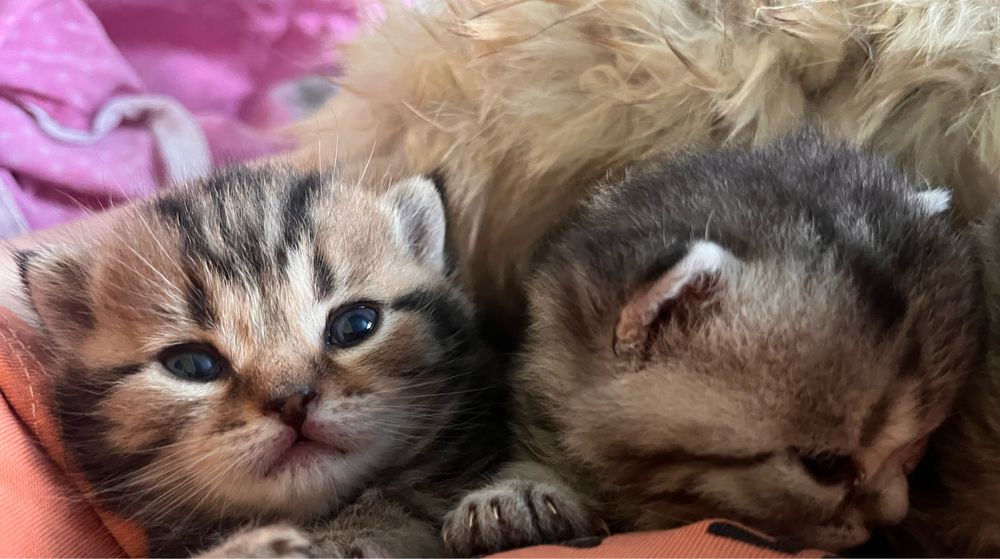 котята ТАББИ британцы метис с РИНГТЕЙЛОМ