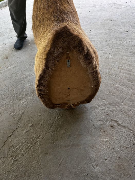 Продам Чучело Оленя