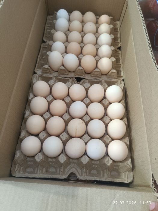Продаю яйца домашние отборные двухжелтковые