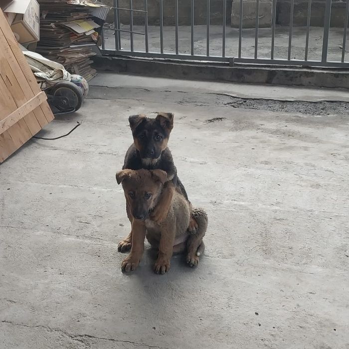 Немецкая овчарка