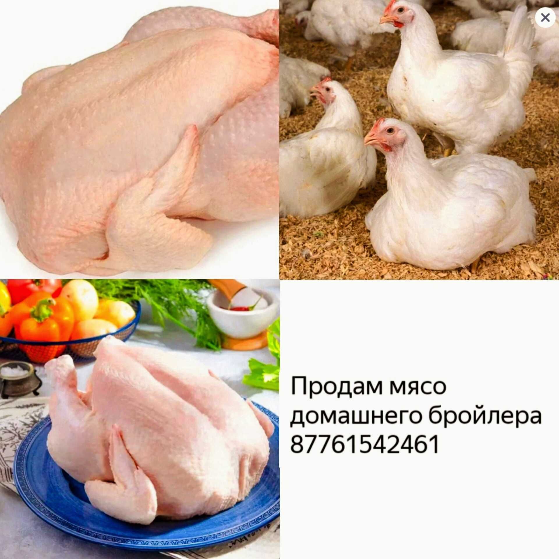 Домашний бройлер