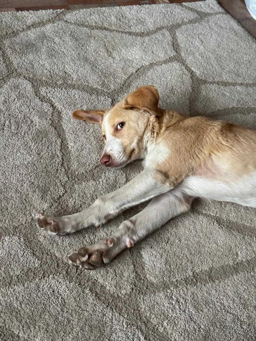 Щенок, метис лабрадора