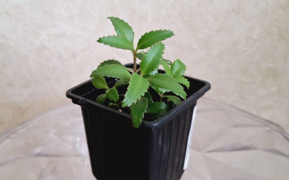 Комнатные цветы.