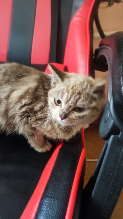 Отдам кошечку в хорошие руки