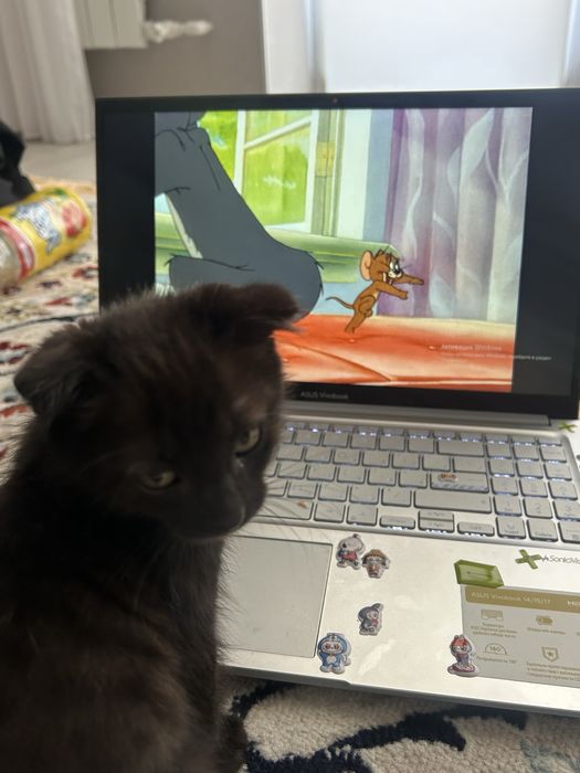 Ищем дом маленькому котёнку