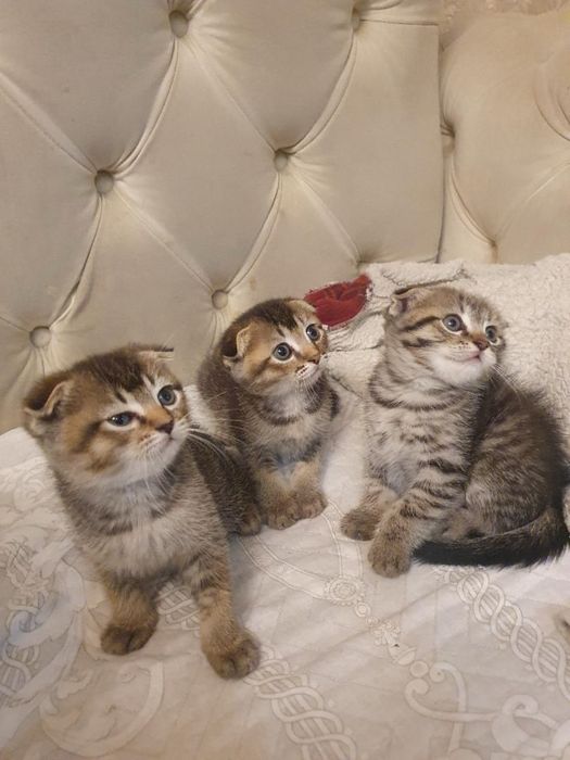 Котята вислоухие британцы