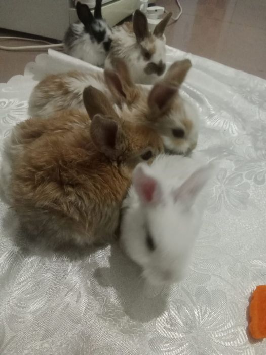 Продам милых кроликов .