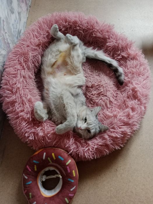 Кошечка в поисках дома