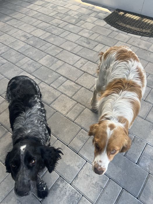 Продаются пары русских спаниельей