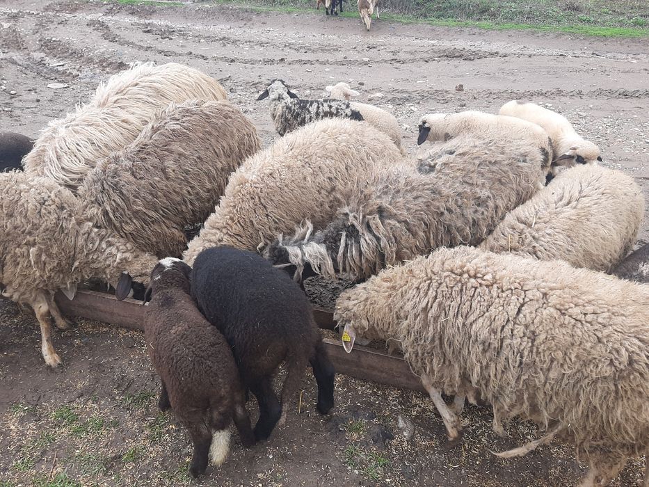 De vânzare oi si capre !