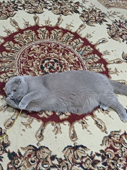 Британский кот очень хороший