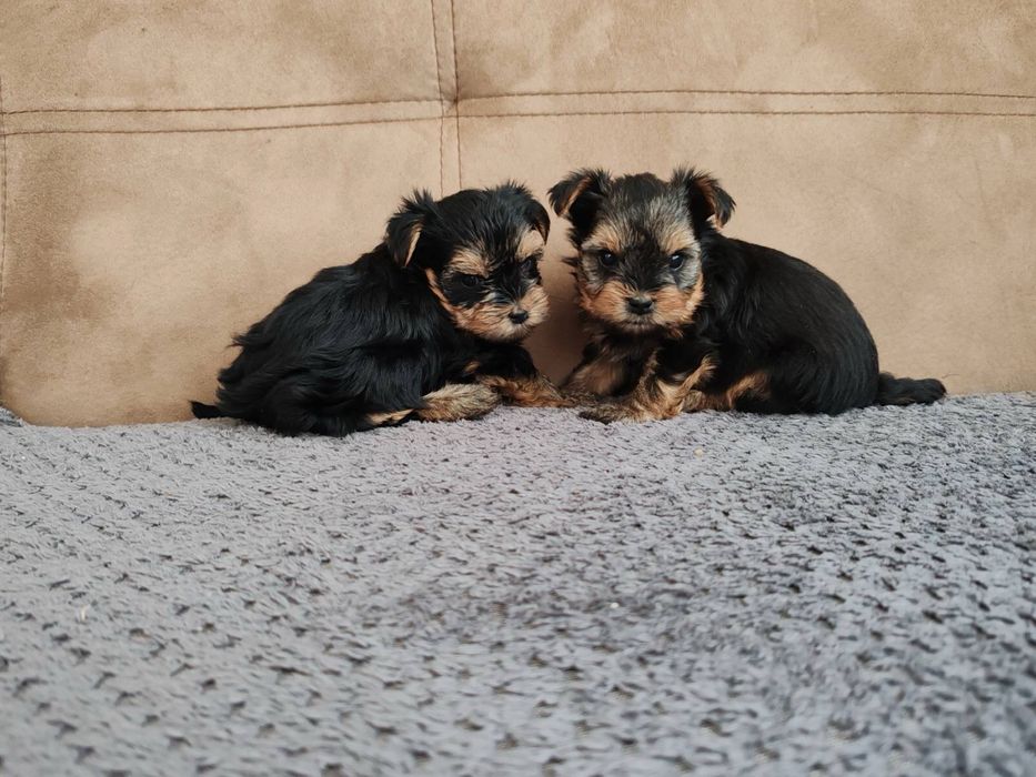 Йоркширски териер