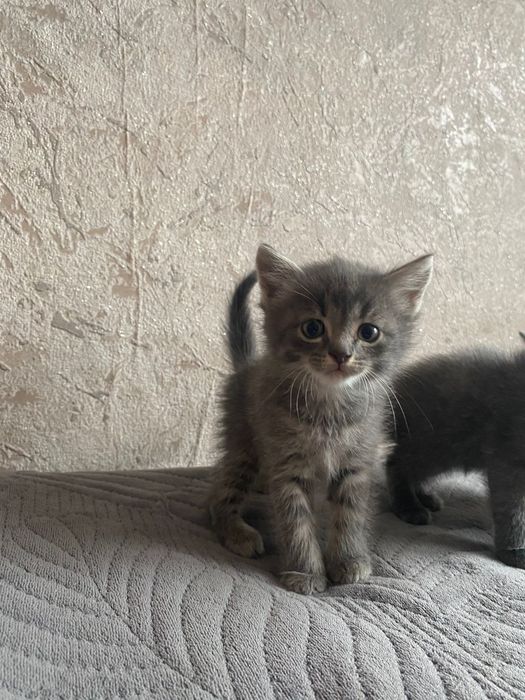 Котята бесплатно