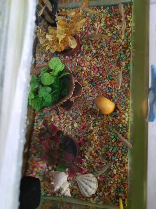 Декоративни рибки Гупи