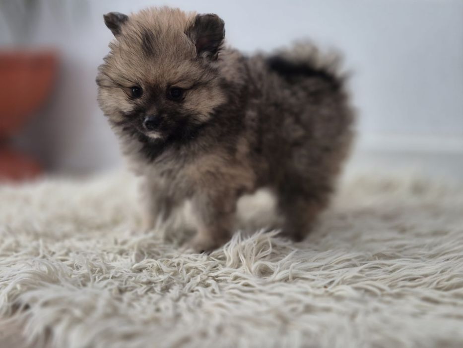 Vand fetita pomeranian