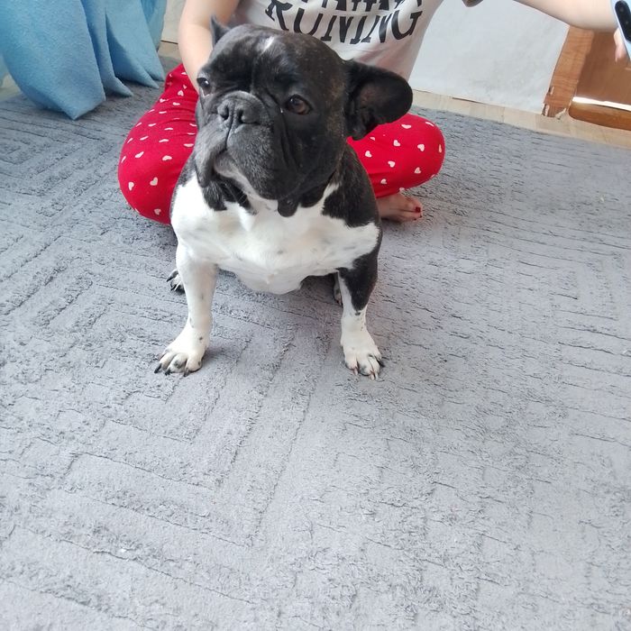 Французский бульдог