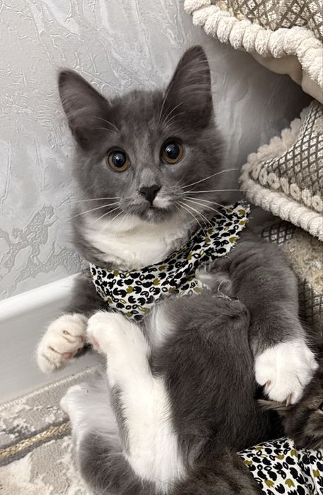 Котенок даром 4 мес