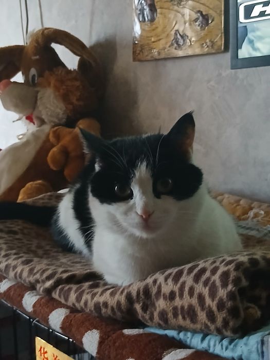 Дарю котика Кешу!