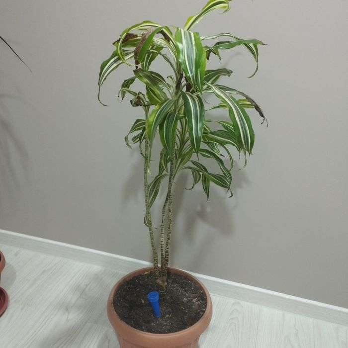 Продам комнатные цветы