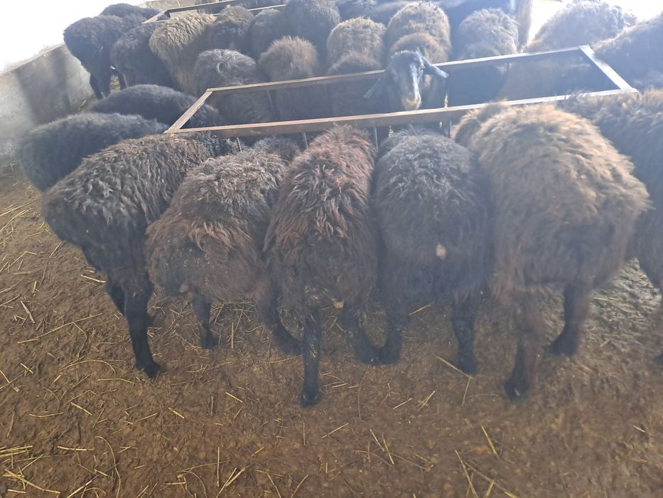 Семіз бордақы тоқталар