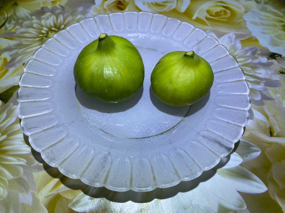 Сортовые саженцы инжира