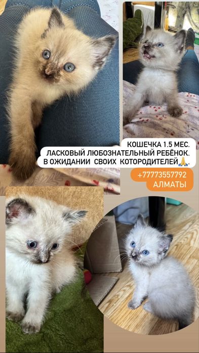 Котята -кошечки в добрые  руки